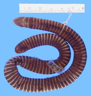 Media type: image; Herpetology A-6636